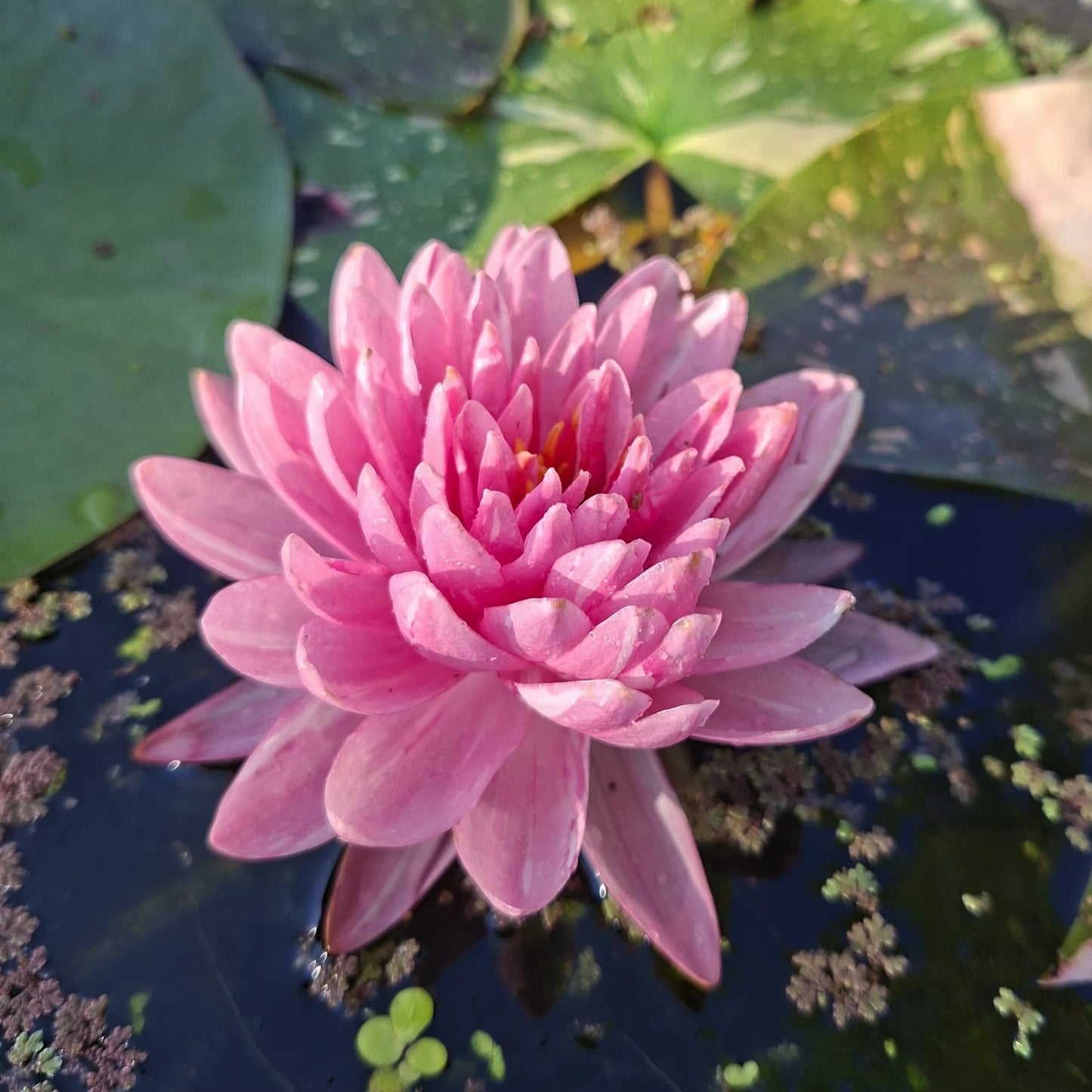 Ninfea Nymphaea Jakkaphong rosa e bianca con fiore variegato rosa fucsia, pianta acquatica ornamentale per laghetto