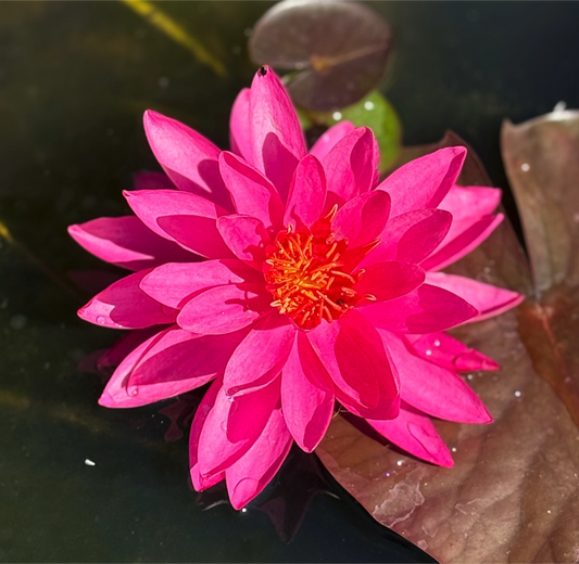 Ninfea ‘Mayla’ in fiore, varietà rustica con fiori rosa fucsia grandi e profumati, venduta come rizoma per laghetti e vasche ornamentali.