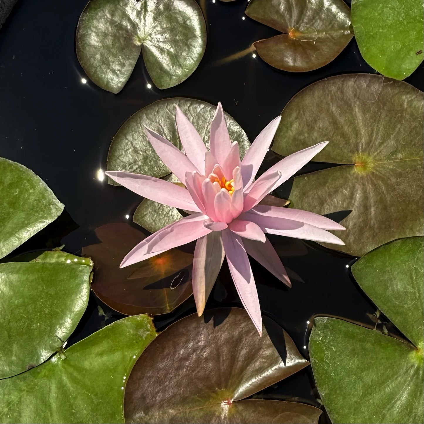 Ninfea Nymphaea American Star con grandi fiori rosa e foglie galleggianti, pianta acquatica rustica ideale per laghetti ornamentali e giardini acquatici.