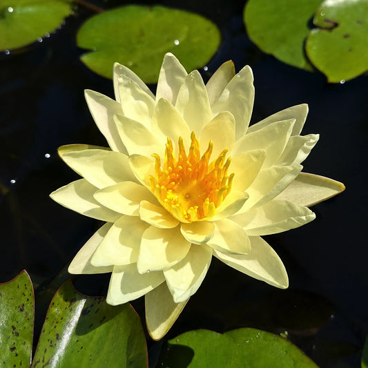 Ninfea Nymphaea Aurora con fiori cangianti giallo pesca e rosa, ninfea rustica per piccoli laghetti, vasche e giardini acquatici
