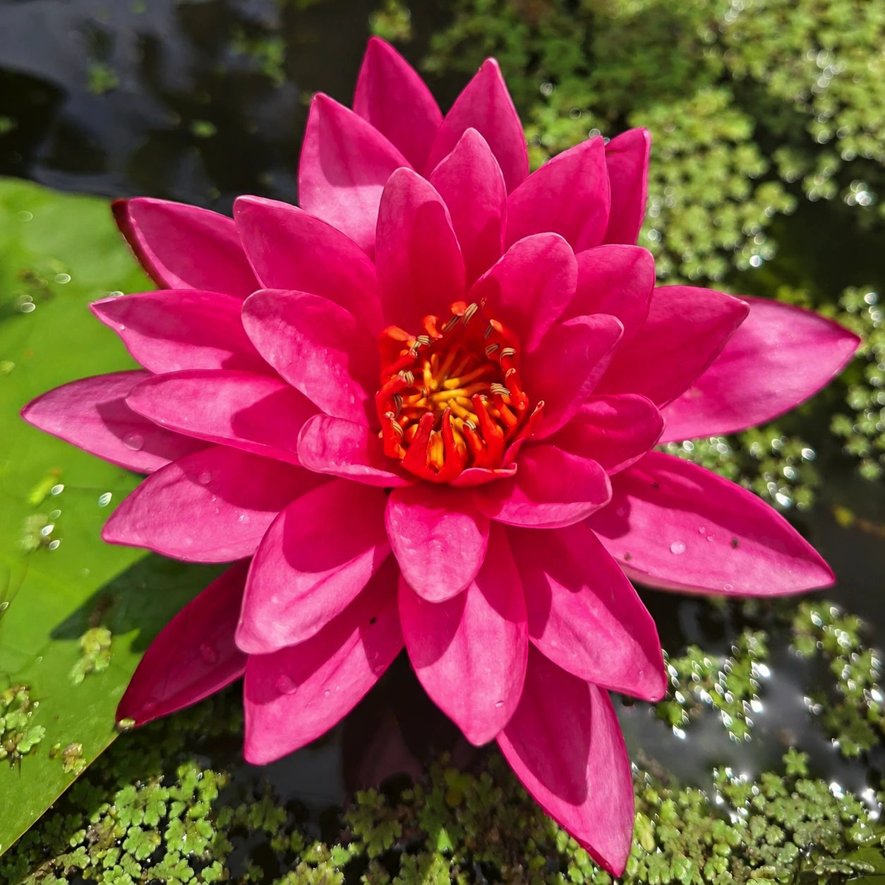 Ninfea Nymphaea Bernice Ikins con grandi fiori rosa e foglie galleggianti, ideale per laghetti ornamentali, biolaghi e giardini acquatici.