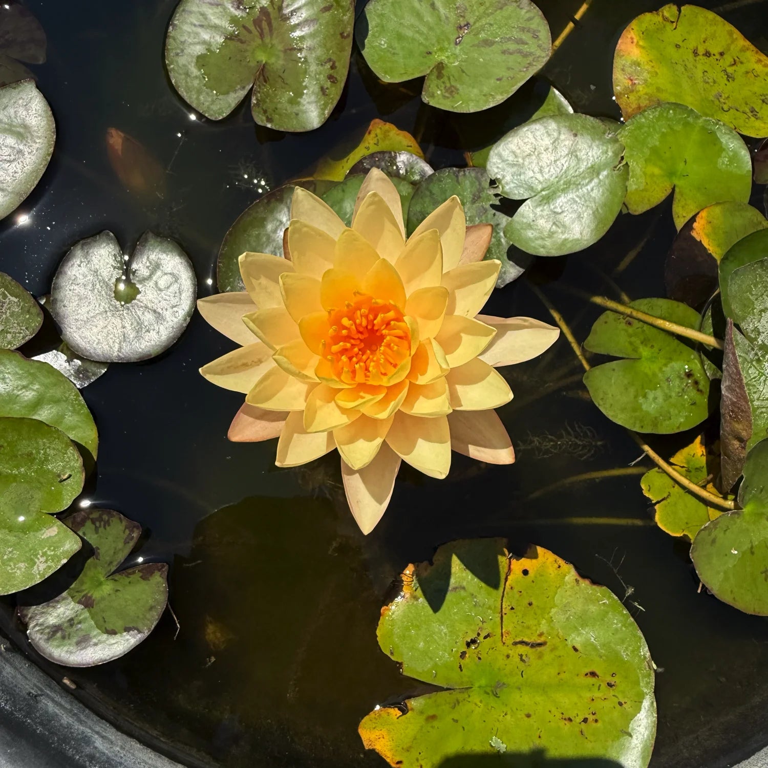 Ninfea Nymphaea Clyde Ikins con fiore giallo pesca e foglie galleggianti, pianta acquatica rustica ideale per laghetti, vasche e giardini acquatici.