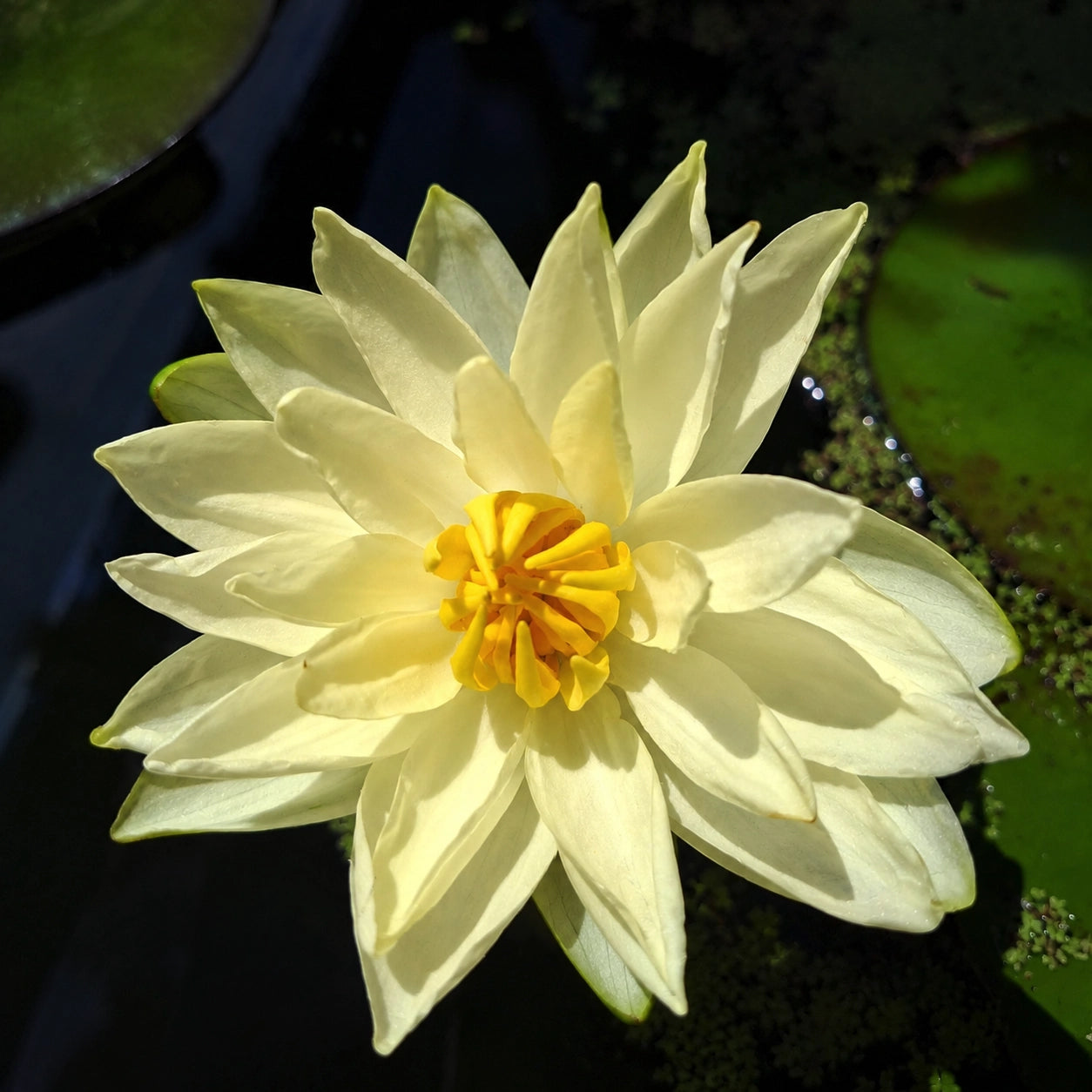 Ninfea Nymphaea Lemon Chiffon con fiori giallo limone e foglie galleggianti, ideale per laghetti ornamentali, vasche e giardini acquatici.
