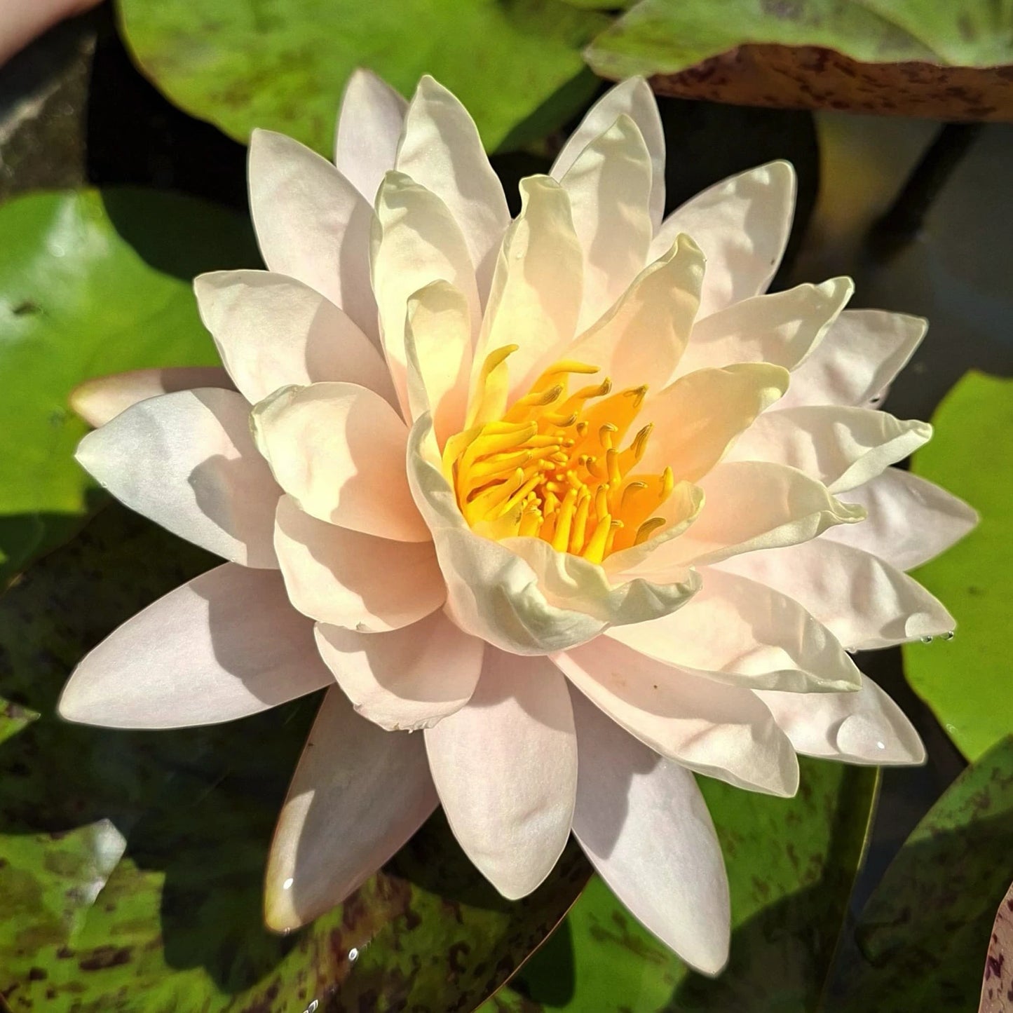 Ninfea Nymphaea Peaches and Cream con fiore color pesca e crema, ninfea rustica ornamentale per laghetti, vasche e giardini acquatici