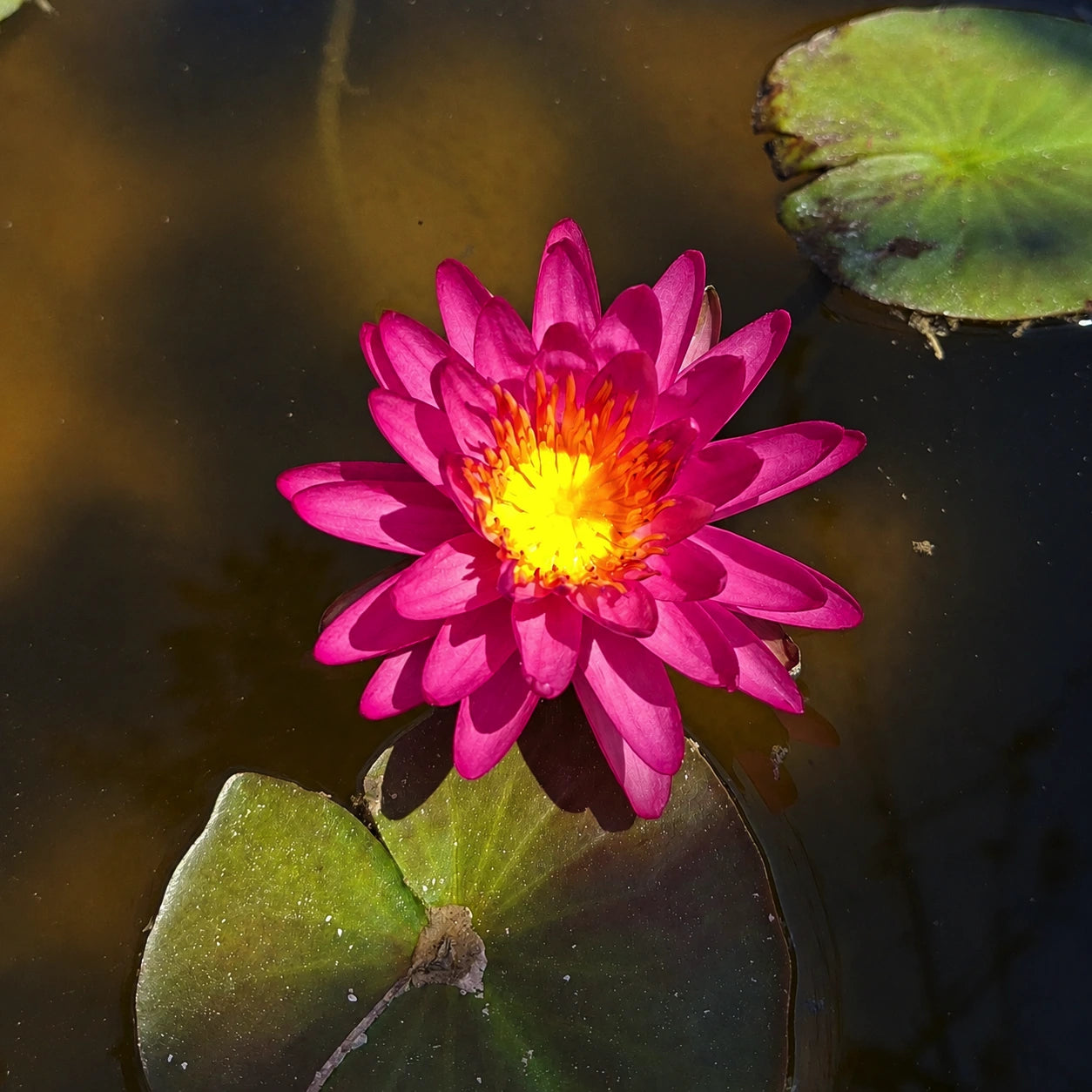 Ninfea Nymphaea Pink Silk con eleganti fiori rosa e foglie galleggianti, ideale per laghetti ornamentali, biolaghi e giardini acquatici.