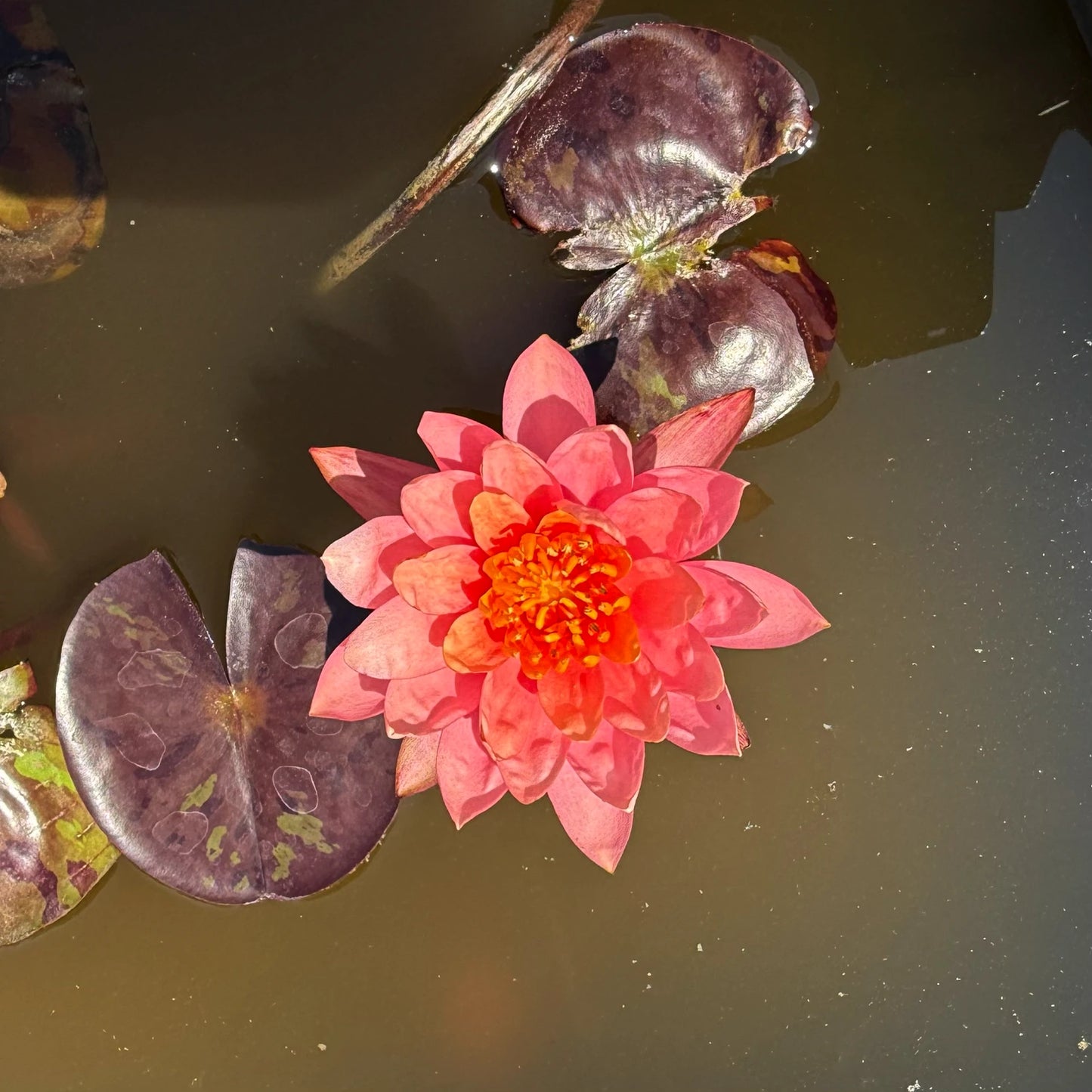Ninfea Nymphaea Prakeisap coltivata in laghetto ornamentale con foglie galleggianti, pianta acquatica rustica ideale per biolaghi e giardini acquatici.