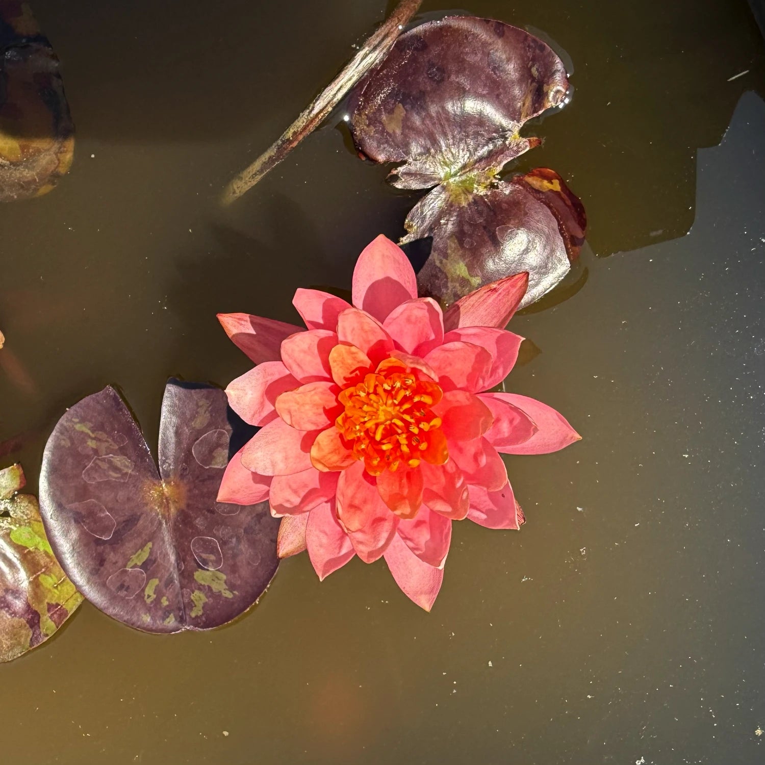 Ninfea Nymphaea Prakeisap coltivata in laghetto ornamentale con foglie galleggianti, pianta acquatica rustica ideale per biolaghi e giardini acquatici.