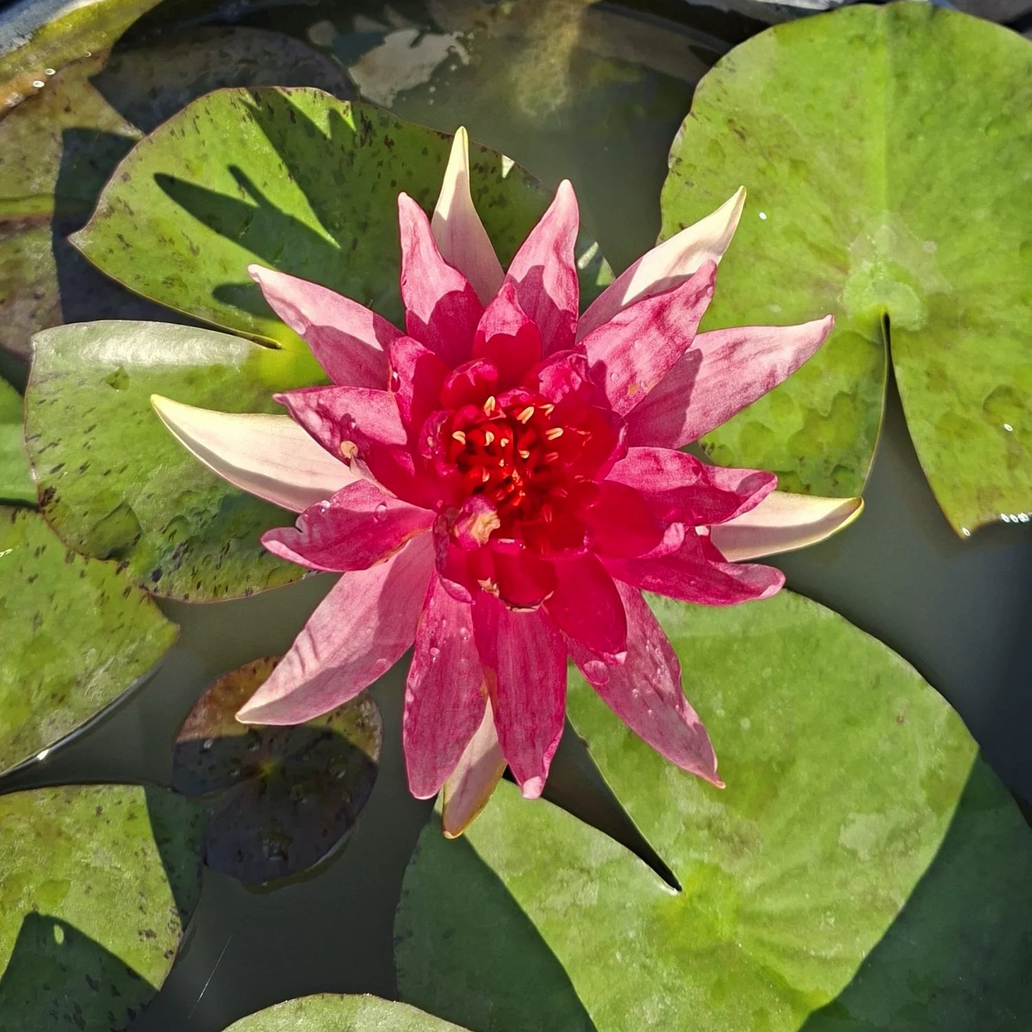 Ninfea Nymphaea Red Spider con fiore rosso e foglie galleggianti, pianta acquatica ornamentale per laghetti, vasche e giardini acquatici