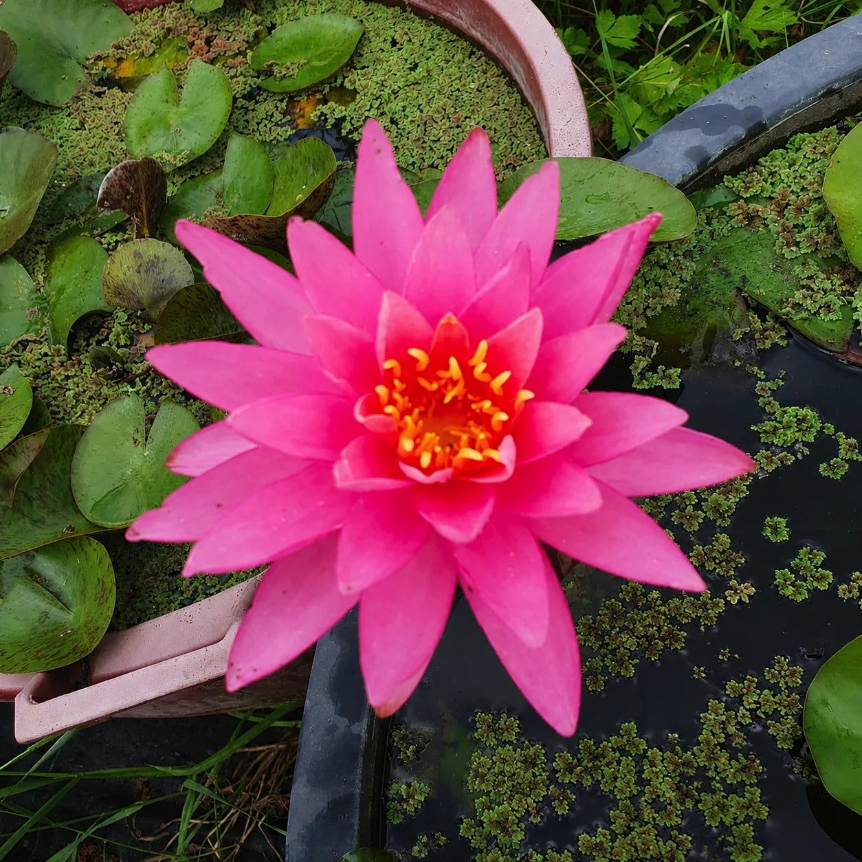 Ninfea Nymphaea Rose Arey con grandi fiori rosa e foglie galleggianti, pianta acquatica rustica ideale per laghetti ornamentali e giardini acquatici.
