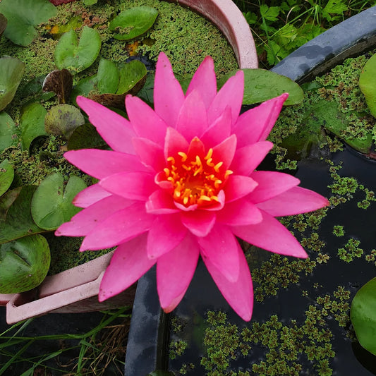 Ninfea Nymphaea Rose Arey con grandi fiori rosa e foglie galleggianti, pianta acquatica rustica ideale per laghetti ornamentali e giardini acquatici.