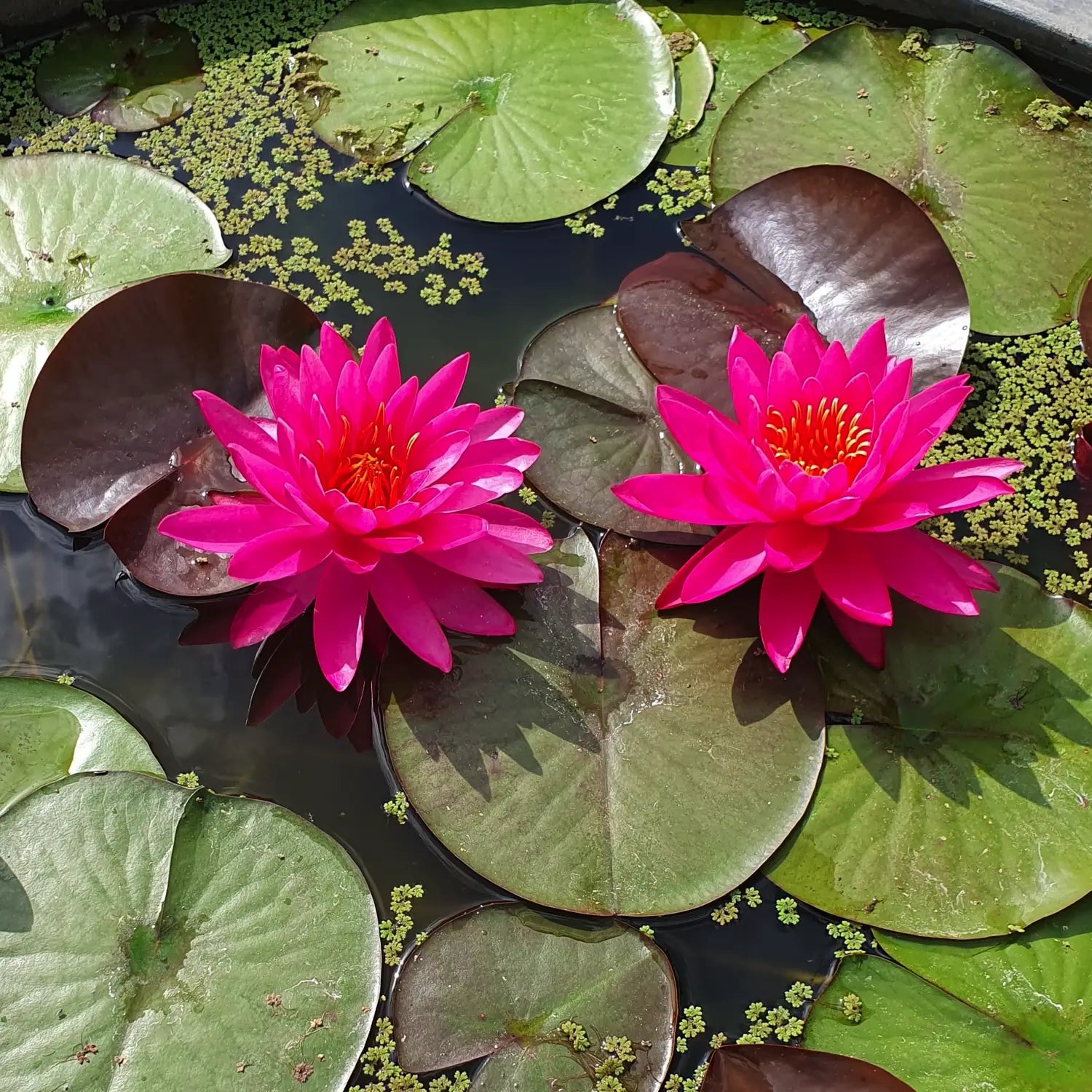 Ninfea Nymphaea Tan-Khwan con fiori ornamentali e foglie galleggianti, ideale per laghetti, biolaghi e giardini acquatici.