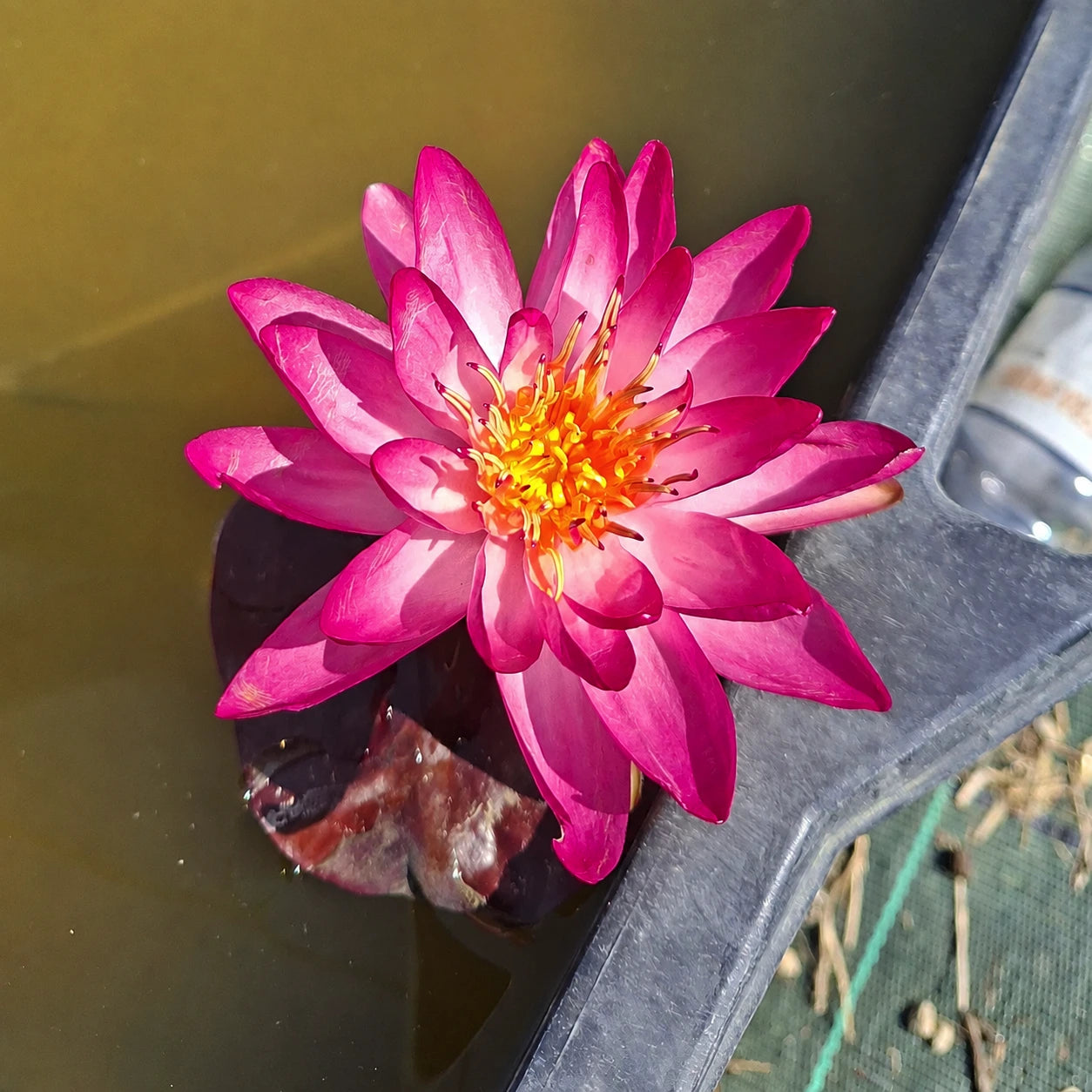 Ninfea Nymphaea Thai Delight con fiori rosa e foglie galleggianti, pianta acquatica rustica ideale per laghetti, biolaghi e giardini acquatici.