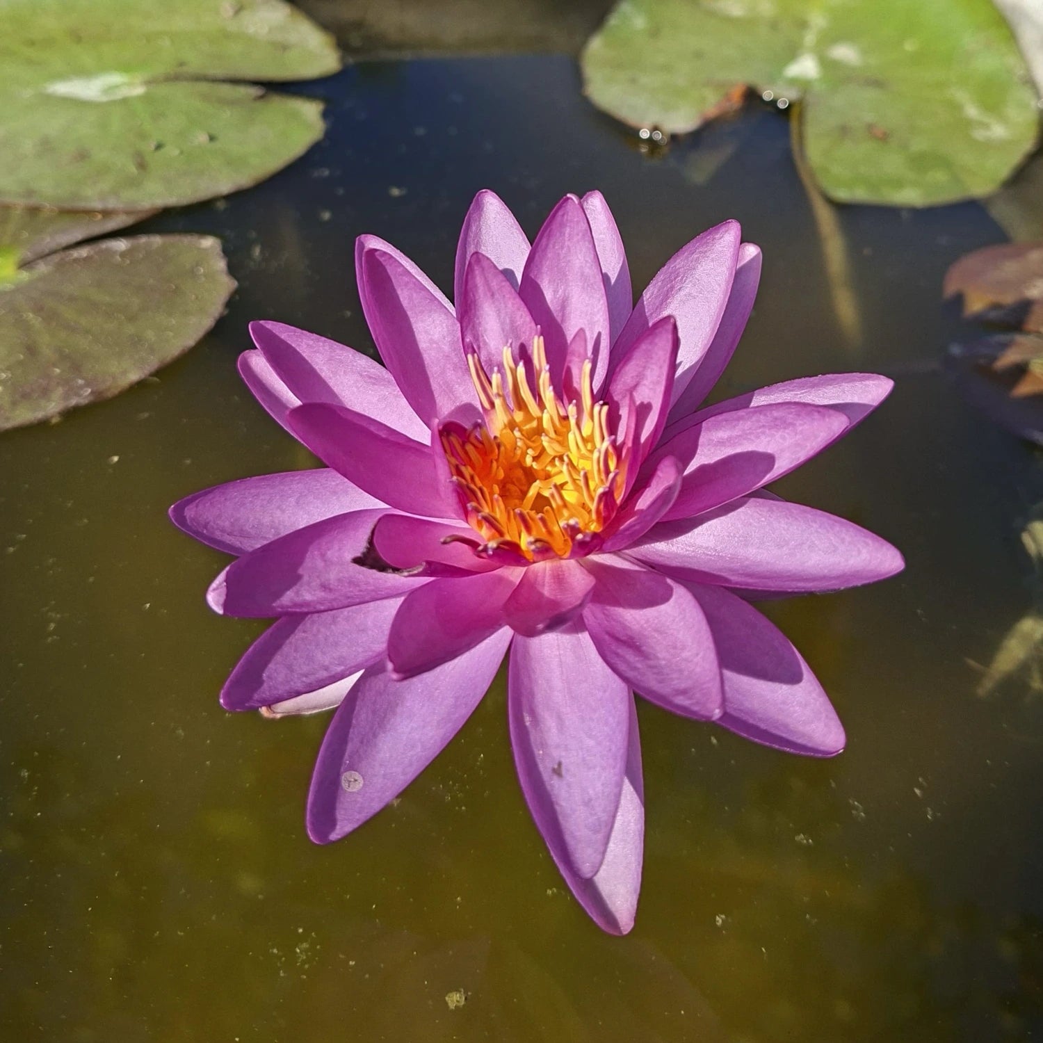 Ninfea Nymphaea Violicious con fiore viola e foglie galleggianti, pianta acquatica rustica ideale per laghetti ornamentali e giardini acquatici.