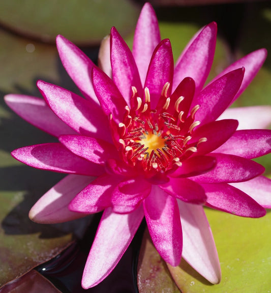 Ninfea ‘Perry’s Red Star’ in fiore, pianta acquatica con fiori rosso rubino, profumata e rustica. Rizoma ideale per laghetti e vasche ornamentali.