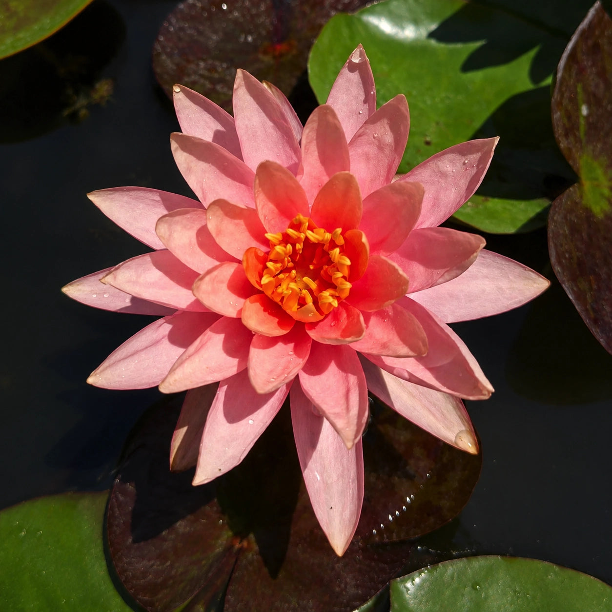 Ninfea Nymphaea Prakaysad con fiore rosa salmone, pianta acquatica ornamentale color salmone per laghetti e giardini acquatici