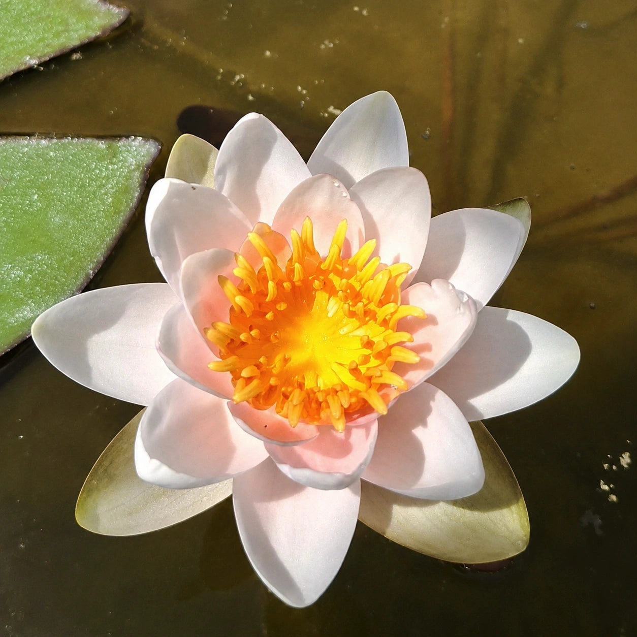 Ninfea rosa Nymphaea Laydekeri Rosea Prolifera con fiori rosa, ninfea rustica ornamentale per laghetti, vasche e giardini acquatici