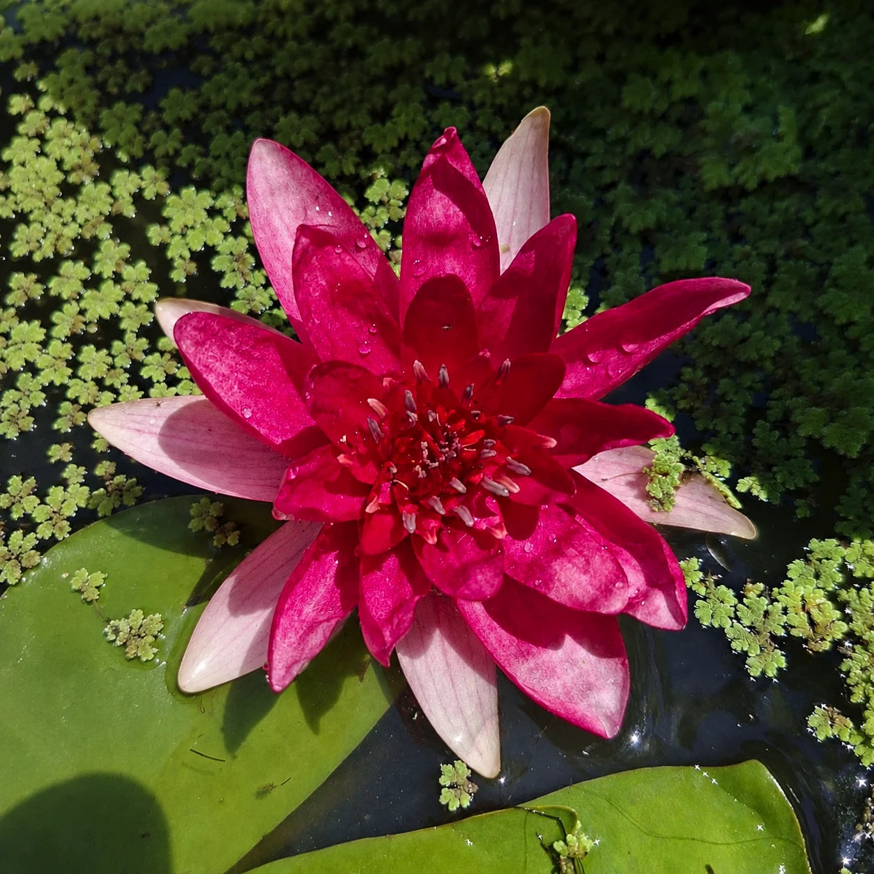 Ninfea rossa Nymphaea Escarboucle con fiore rosso carminio intenso, ninfea rustica ornamentale per laghetti e giardini acquatici