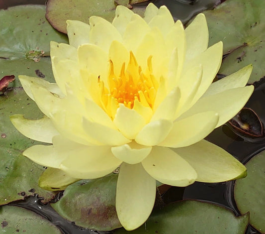 Ninfea 'Yellow Sensation' in fiore, pianta acquatica rustica con grandi fiori gialli, venduta come rizoma per laghetti e vasche ornamentali.