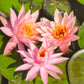 Salmon pink water lily