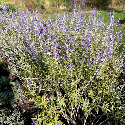 Perovskia atriplicifolia (salvia russa) in fiore, pianta erbacea perenne con fiori blu lavanda e foglie grigio-argentee profumate.