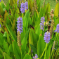Pontederia cordata in fiore, pianta acquatica perenne con spighe viola e foglie cuoriformi, ideale per laghetti e bordi umidi.