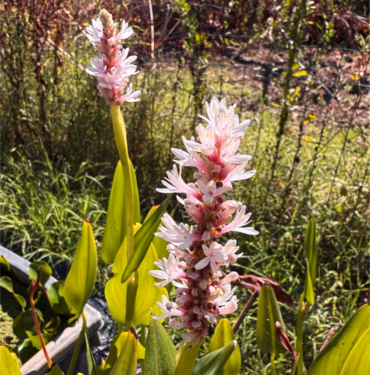 Pontederia cordata rosa in fiore, pianta acquatica con spighe rosa e foglie cuoriformi, ideale per laghetti e bordi umidi.