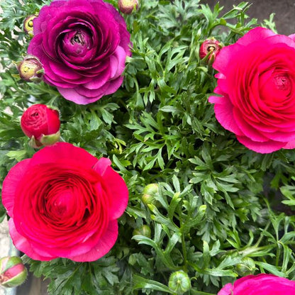 Ranuncolo (Ranunculus) – Fioritura primaverile dai colori brillanti per aiuole e vasi