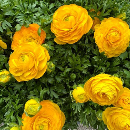 Ranuncolo (Ranunculus) – Fioritura primaverile dai colori brillanti per aiuole e vasi