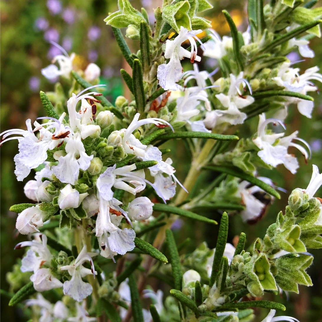 Rosmarino Albus eretto con fiori bianchi, Rosmarinus officinalis Albus, pianta aromatica sempreverde in vendita al Lavandeto di Assisi.