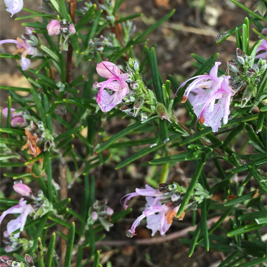 Rosmarinus officinalis Roseus rosmarino con fiori rosa pianta aromatica mediterranea