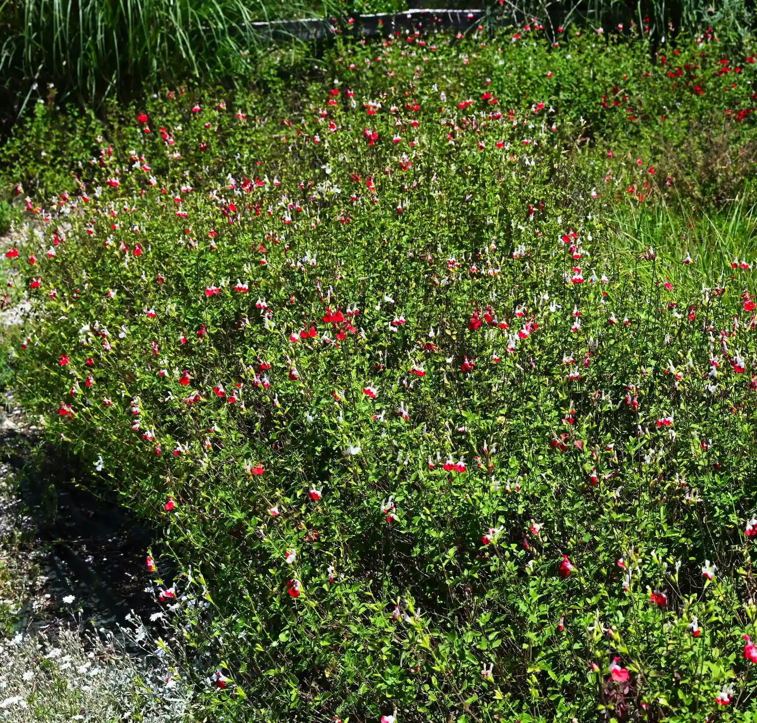 Salvia microphylla Hot Lips perenne con fiori rossi e bianchi rifiorenti, ideale per bordure e giardini soleggiati.