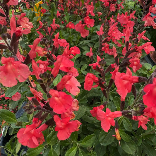 salvia magical amour pianta ornamentale perenne fiori rosa intenso salvia da giardino bordure vaso