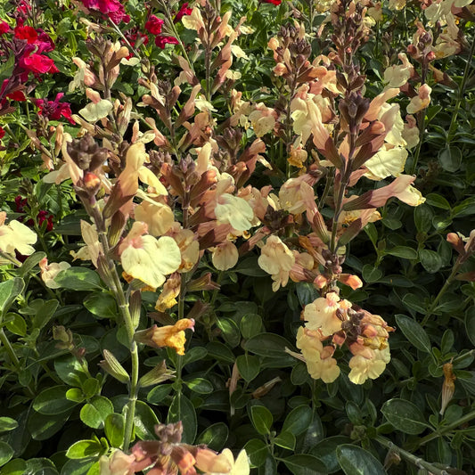 salvia magical rio grande pianta ornamentale perenne fiori giallo rosati giardino bordure salvia ornamentale