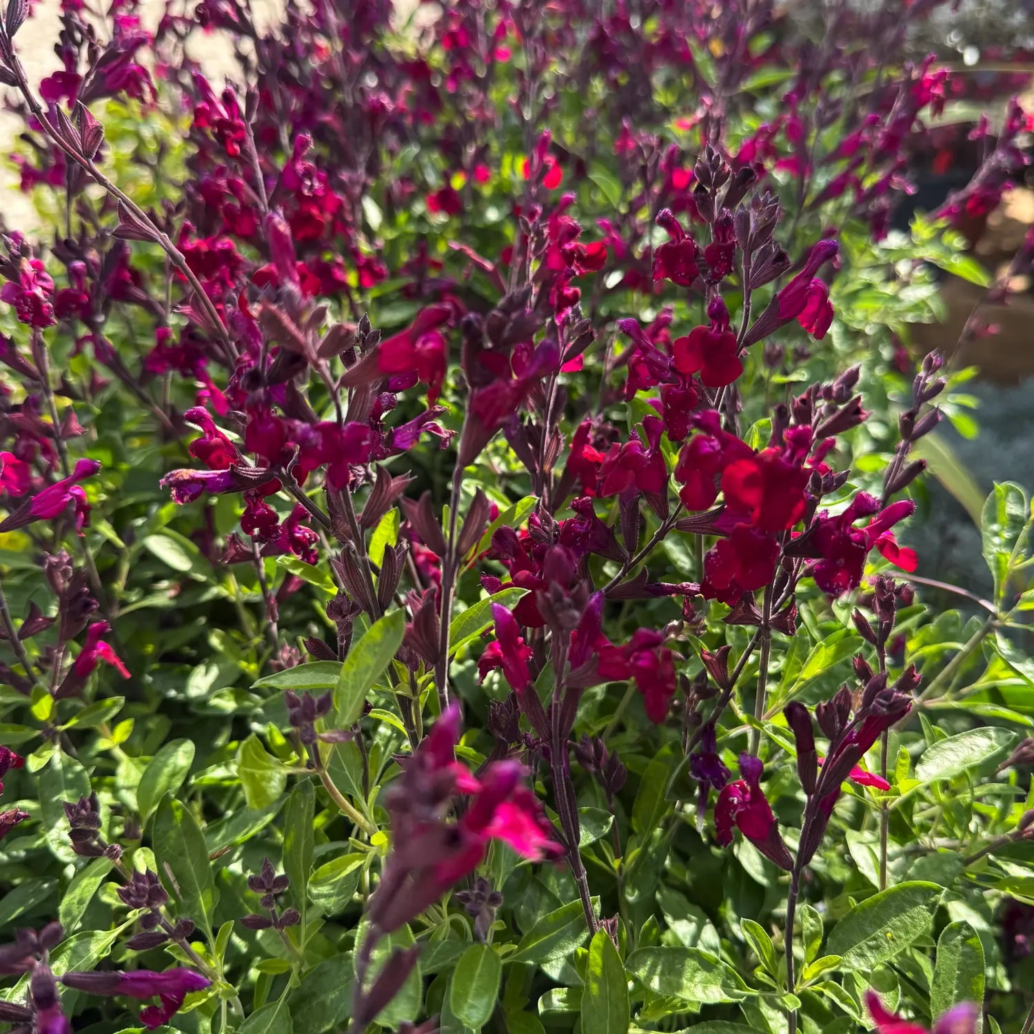 salvia magical zambesi pianta ornamentale perenne fiori viola giardino bordure salvia ornamentale