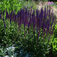 Salvia nemorosa Caradonna perenne con spighe di fiori viola scuro, ideale per bordure e giardini soleggiati.