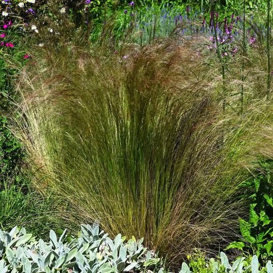 Stipa tenuissima graminacea ornamentale perenne dal portamento leggero, ideale per aiuole e giardini soleggiati.