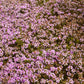 Timo Serpillo in fiore, pianta tappezzante con fiori rosa e foglie profumate, ideale per bordure, aiuole e giardini rocciosi.