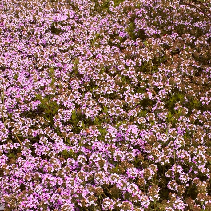 Timo Serpillo in fiore, pianta tappezzante con fiori rosa e foglie profumate, ideale per bordure, aiuole e giardini rocciosi.