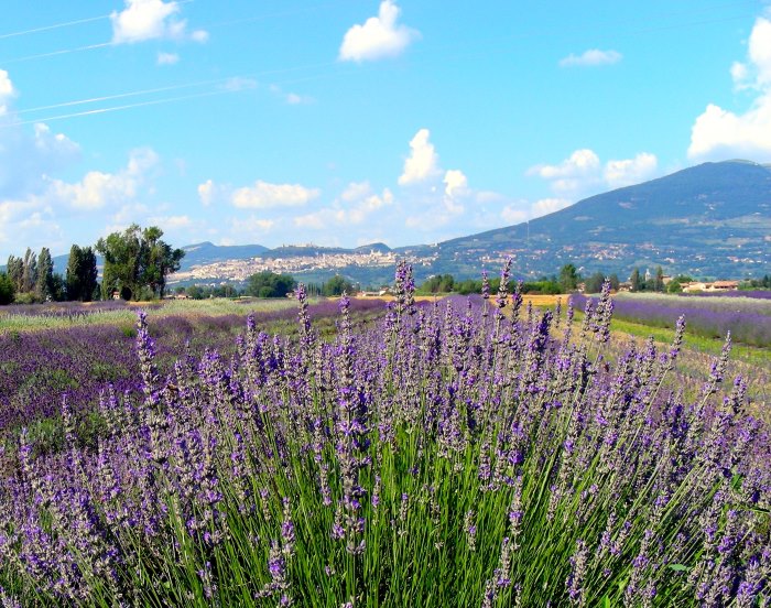 vendita piante online, miglior sito vendita piante online, vendita piante online vivaio economico, piante online miglior sito, idee regalo Natale con lavanda, regali di Natale artigianali