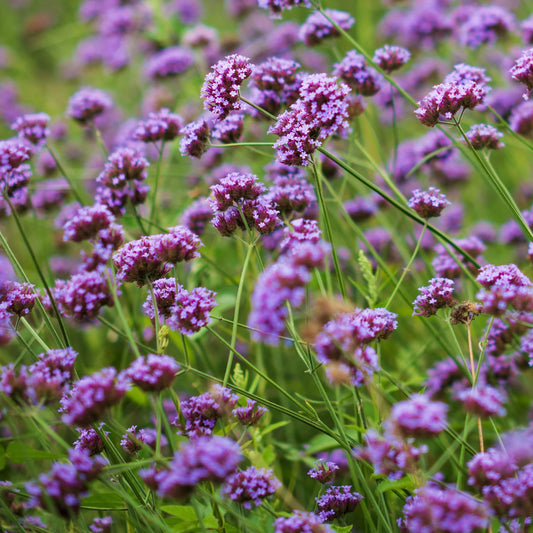 Verbena bonariensis Lollipop con fiori viola-lilla, pianta perenne nana a lunga fioritura estiva per aiuole, bordure e vasi al sole.