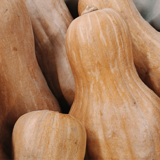 Zucca Butternut alimentare intera con buccia beige e forma a pera, zucca violina liscia commestibile in vendita al Lavandeto di Assisi.