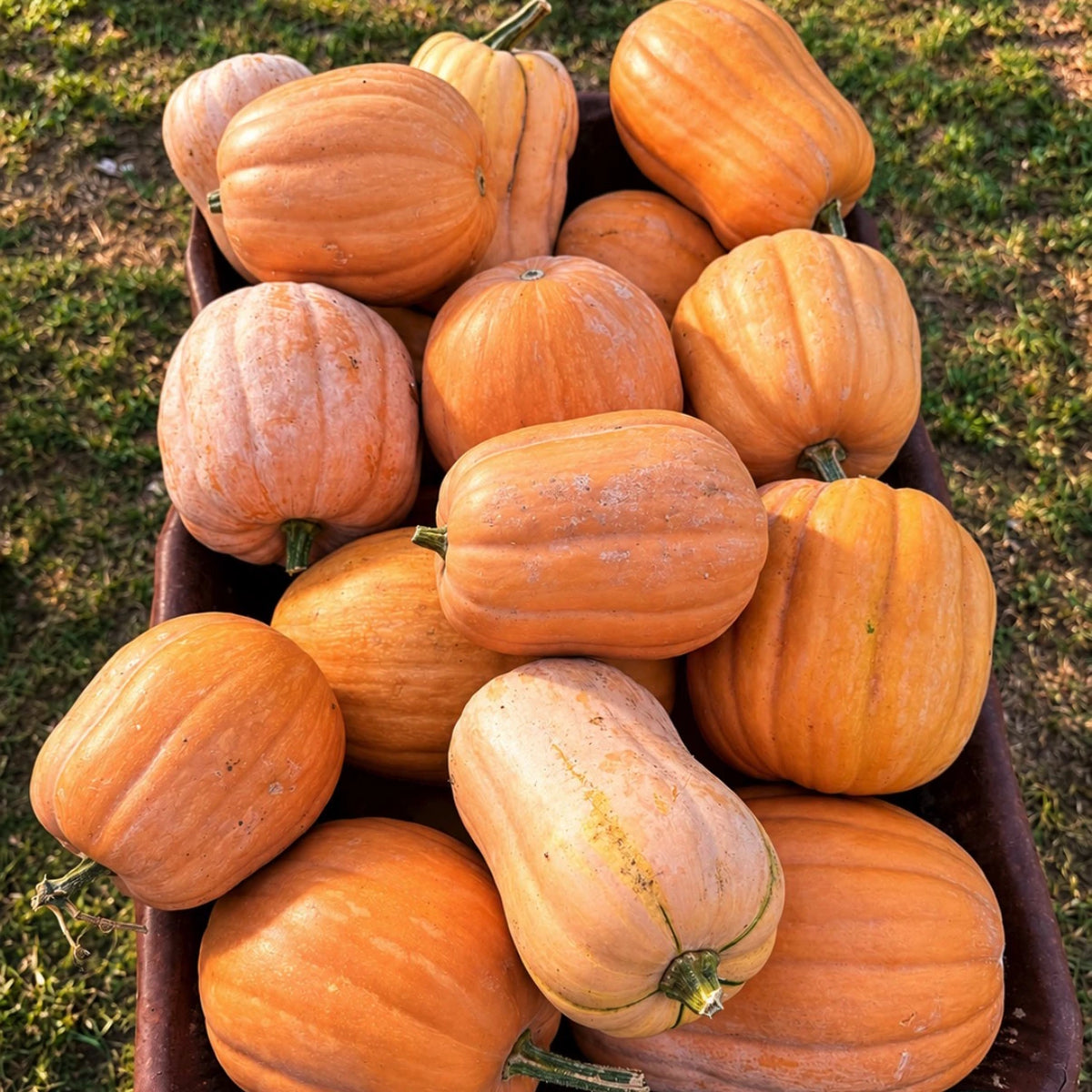 Zucca Dickinson americana Cucurbita moschata con buccia chiara, zucca alimentare ideale per pumpkin pie e purea in vendita al Lavandeto di Assisi.