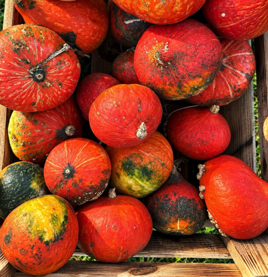 Zucca Hokkaido Red Kuri arancione con buccia commestibile, zucca alimentare dalla polpa dolce in vendita al Lavandeto di Assisi.