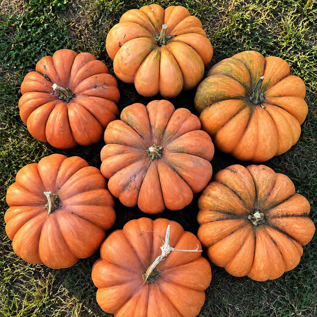 Zucca Moscata di Provenza alimentare con forma schiacciata, costolature profonde e buccia verde ocra, in vendita al Lavandeto di Assisi.