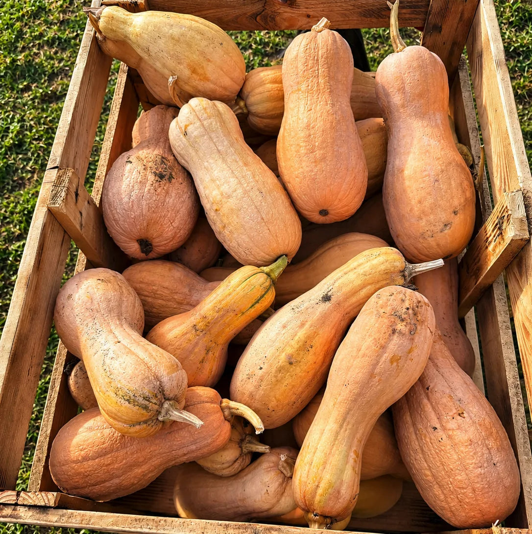 Zucca Violina Rugosa alimentare intera con buccia irregolare e forma allungata, varietà di zucca commestibile in vendita al Lavandeto di Assisi.