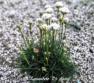 Armeria marittima bianca vaso 14 Piantina perenne rustica, non teme il caldo e neanche il freddo, vive bene in qualsiasi terreno fiorisce a inizio primavera