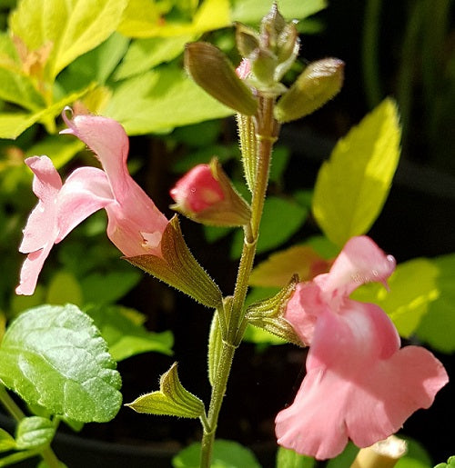 Salvia Didi Vaso 14.  Pianta perenne ornamentale, fiorisce di colore rosa da aprile fino a novembre, ama l'esposizione soleggiata ed è molto resistente a qualsiasi temperatura.
