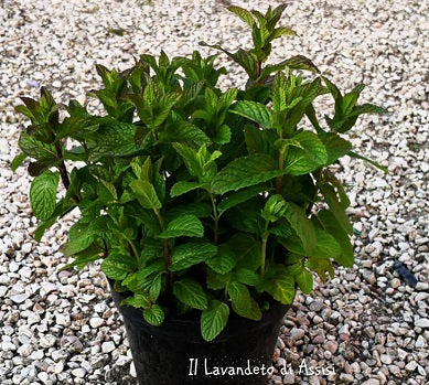 Vendita menta piperita in vaso 14 cm, è una varietà di menta con foglie ovali, un forte aroma mentolato e un gusto fresco. È utilizzata in cucina e in erboristeria per le sue proprietà aromatiche e terapeutiche.