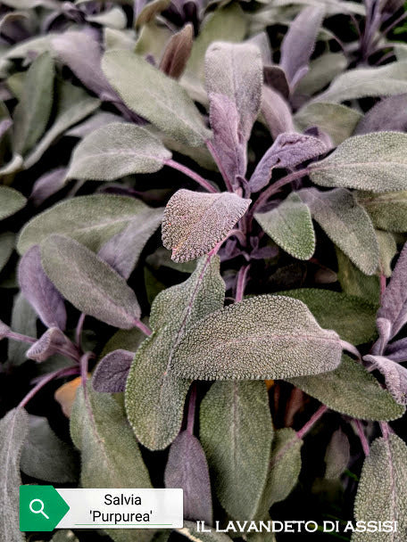 La salvia porpurea vendita in vaso 14 cm, è una varietà di salvia caratterizzata da foglie dal colore viola intenso. Questa pianta erbacea aromatica è nota per il suo profilo decorativo, con foglie che possono variare dal viola scuro al rosso intenso, aggiungendo un tocco di colore nei giardini. Come altre varietà di salvia, la porpurea è apprezzata sia per il suo aspetto ornamentale che per il suo utilizzo in cucina,