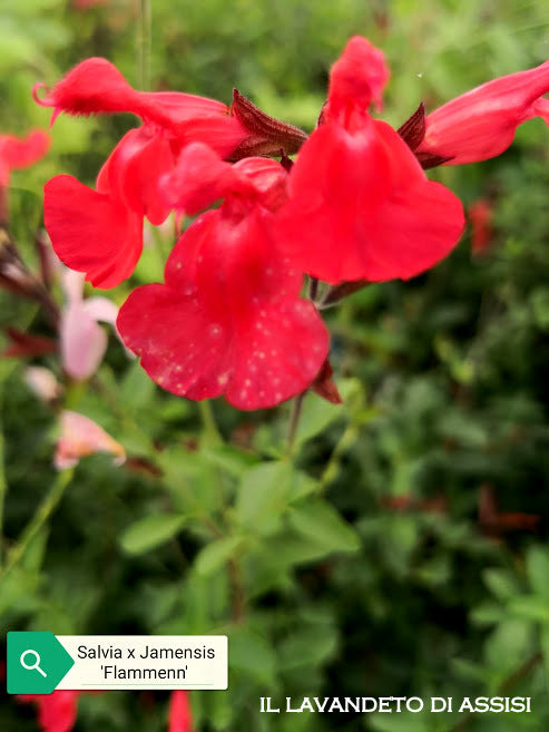 Salvia x jamensis "Flammen"